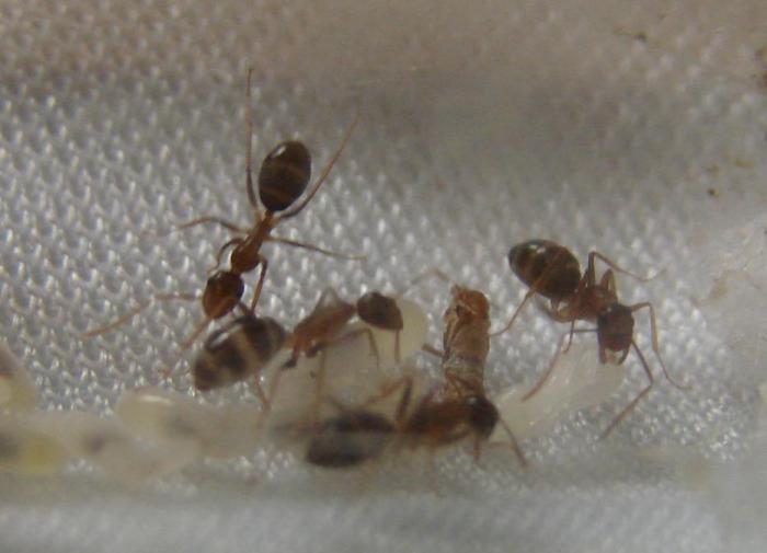 Camponotus sp Indonesia 3.JPG